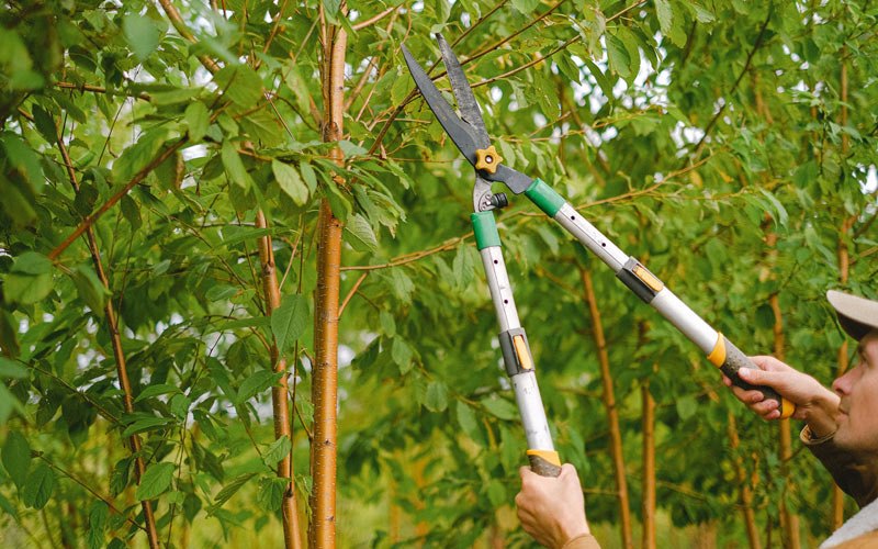 Tree trimming in Hanna City, IL