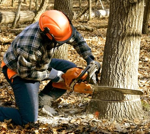 Tree Removal in Hanna City, IL